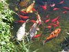 mini-fische3 06-2006
